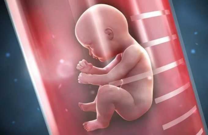 国内供卵大约多少钱,二胎试管移植2个卵裂期的胚胎和2个囊胚哪个*率更高？