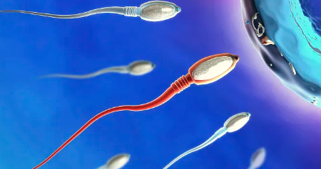 国内自卵代怀费用,提高卵子质量喝什么汤很重要中医四大名促排卵药方来帮忙