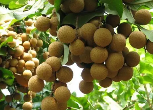 国内哪里有供卵,什么是试管婴儿技术？第三代试管婴儿有哪些优势