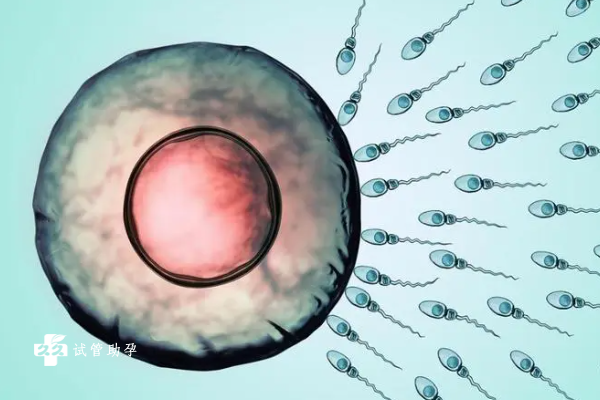 国内借卵代生机构,wps怎么做目录和页码(wps文字怎么做目录)