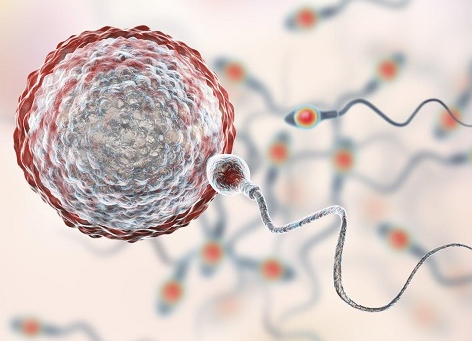 国内试管代怀孕,老公死精可以向精子库，想要用精子库的