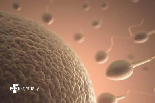 国内正规代孕公司咨询,去美国做供卵试管要多少钱,赴美做供卵试管的费用明细