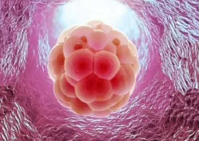 国内借卵人工代孕公司服务,襄阳市第一人民医院试管婴儿费用清单2026助孕花费预算公布